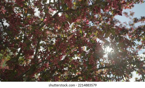 Slow Motion Gimbal Shot Of Red Apple Tree Blossom In Late Sprink Or Early Summer