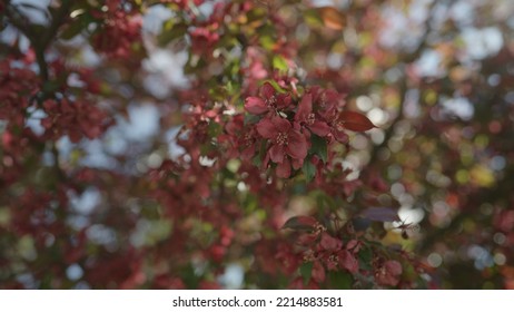 Slow Motion Gimbal Shot Of Red Apple Tree Blossom In Late Sprink Or Early Summer