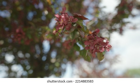 Slow Motion Gimbal Shot Of Red Apple Tree Blossom In Late Sprink Or Early Summer