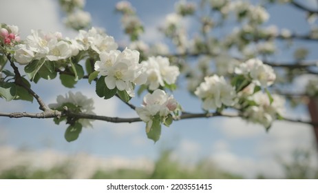 Slow Motion Gimbal Shot Of White Apple Tree Blossom In Late Sprink Or Early Summer, 120fps