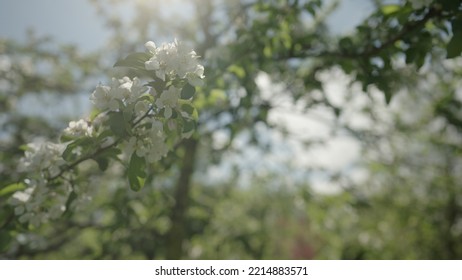 Slow Motion Gimbal Shot Of White Apple Tree Blossom In Late Sprink Or Early Summer