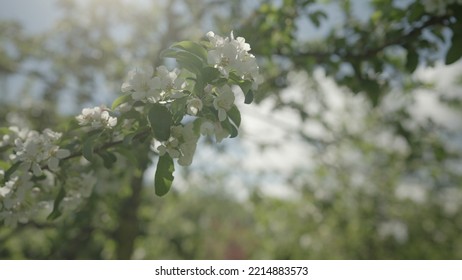 Slow Motion Gimbal Shot Of White Apple Tree Blossom In Late Sprink Or Early Summer