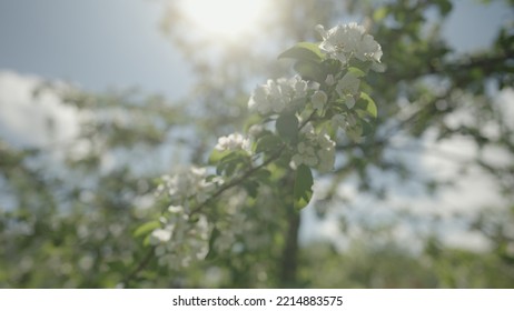 Slow Motion Gimbal Shot Of White Apple Tree Blossom In Late Sprink Or Early Summer