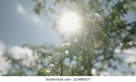 Slow Motion Gimbal Shot Of White Apple Tree Blossom In Late Sprink Or Early Summer