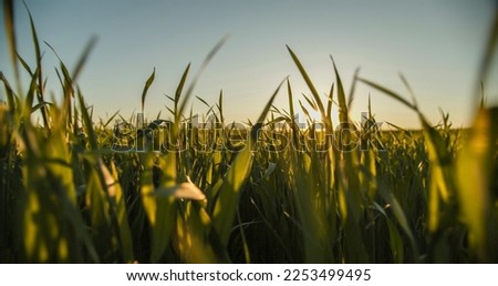 Slow motion low angle view to the green  young wheat field while sunset.  Agriculture wheat field  over blue sky, horizon line with a sun.
