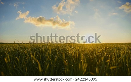 Slow motion low angle view to the green  young wheat field while sunset.  Agriculture wheat field  over blue sky, horizon line with a sun.