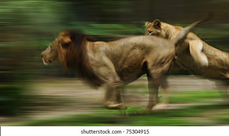 The Slow Motion Of The Running Lions In Forest