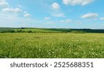 Slow motion. White Clover, Chamomile Flowers And Grass Field And Morning Summer Sun. White Chamomile With Pink Clover Flowers. Beautiful View Of Meadow Of Flowers At Summer Sunny Day.