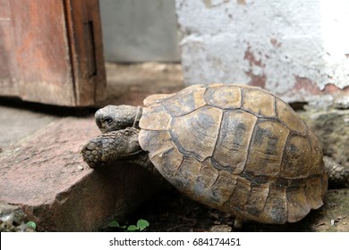 Slow moving tortoise climbing up high step unaided