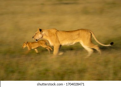 Slow Pan Of Lioness And Cub Running