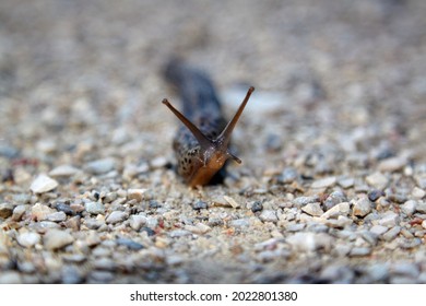 Slow slug on a stony road. High quality photo. Selective focus