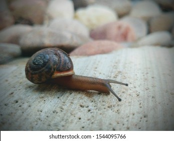 Slow And Steady Small Snail