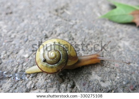 Similar – Image, Stock Photo garden snail conveyor