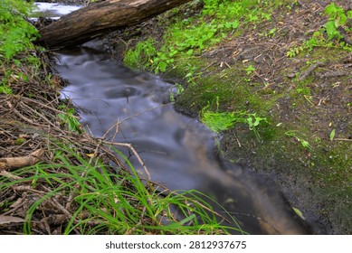 Slow stream flows through forest undergrowth. Moss covers rocks beside clear, moving water. Green grass and ferns line the streambank. Wooden log rests at the stream's edge