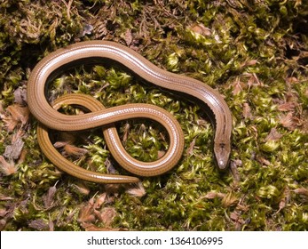 Slow Worm, Anguis Fragilis