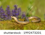 Slow worm (Anguis fragilis) slithering across mossy terrain with colorful flowers in the background
