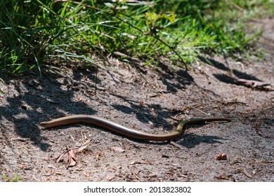 Blind Snake Images Stock Photos Vectors Shutterstock