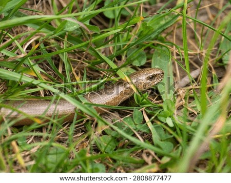 A Slow Worm in the Grass