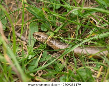 A Slow Worm in the Grass