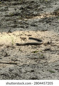 Slow worm or legless lizard crawling on sandy ground in wild nature