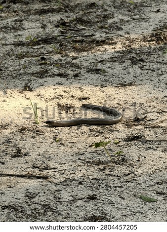 Slow worm or legless lizard crawling on sandy ground in wild nature