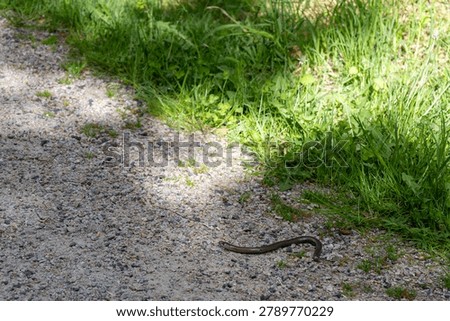 Slow worm legless lizard crossing a gravel path in Sweden during summer. Wildlife encounter in a natural outdoor habitat highlighting biodiversity, conservation and Scandinavian fauna.