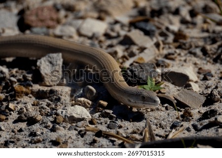 slow worm legless lizard snake