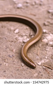 Slow Worm Reptile