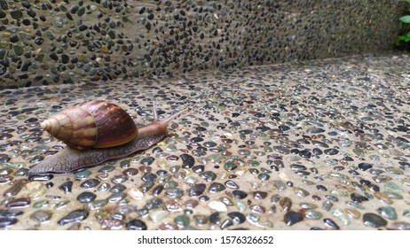 Slowdown, Snail on the Move