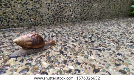 Slowdown, Snail on the Move