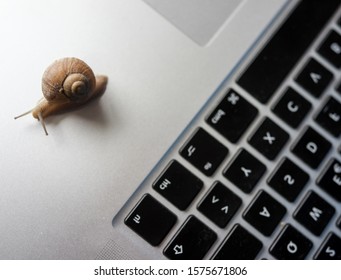 Slowly Moving Snail Means Slow Internet