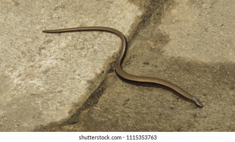 Slowworm, Anguis Fragilis,