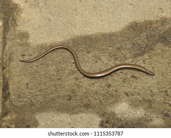 Slowworm, Anguis Fragilis,