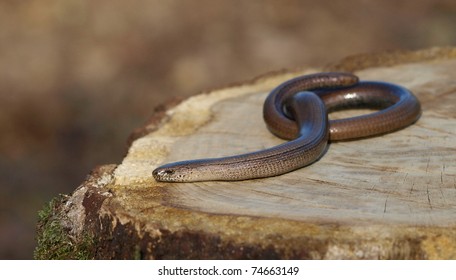 Slowworm, Anguis Fragilis