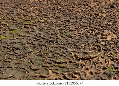 Sludge drying bed in waste-water treatment plant system, brown sand in unplanted drying bed. Waste management facility.