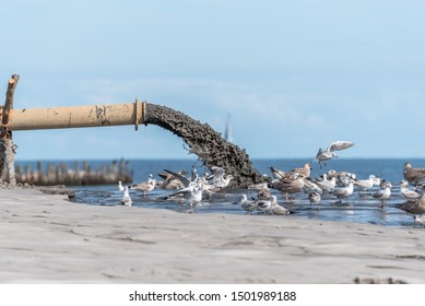 Sludge Pollution Pouring Into The Baltic Sea And Seagulls