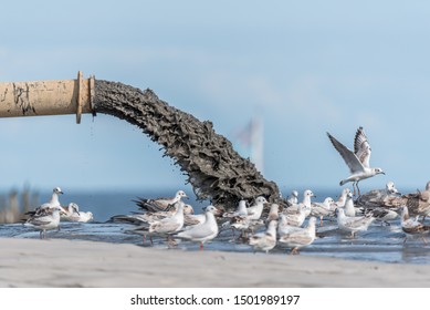 Sludge Pollution Pouring Into The Baltic Sea And Seagulls