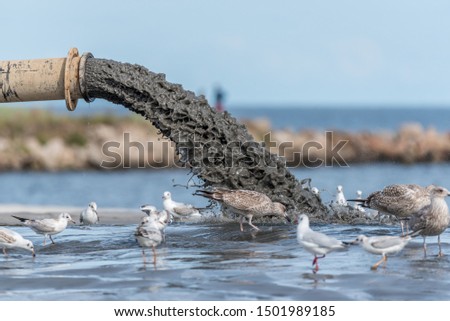 Sludge Pollution Pouring into the Baltic Sea and Seagulls