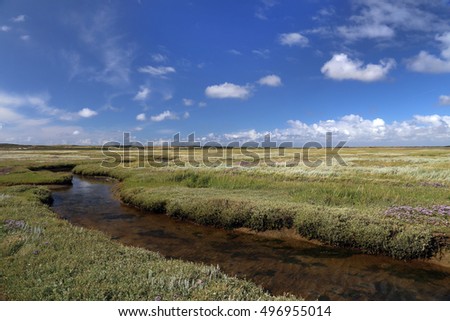 a tideway leads through the blooming salt marshes on Hallig Gröde