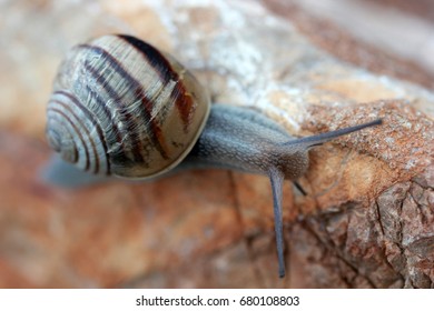 Slug