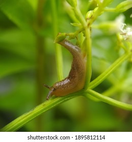 Slug, or land slug, is a common name for any apparently shell-less terrestrial gastropod mollusc. The word slug is also often used as part of the common name of any gastropod mollusc that has no shell