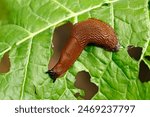 slug, arion vulgaris eating a lettuce leaf in the garden, snails damage leaves in the vegetable patch, pest on home-grown vegetables