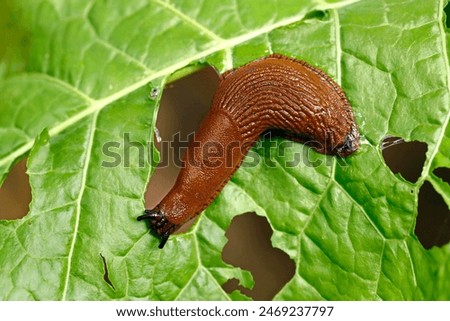 Similar – Image, Stock Photo The slug crawling up a window pane somehow looks like an alien.