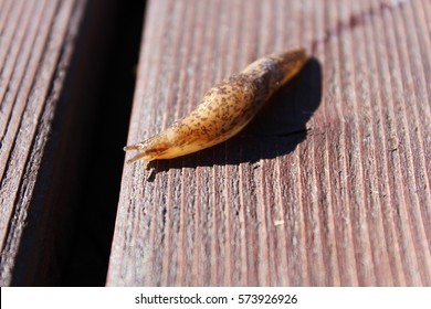 Slug Crawling Over Wood With Slime Trail