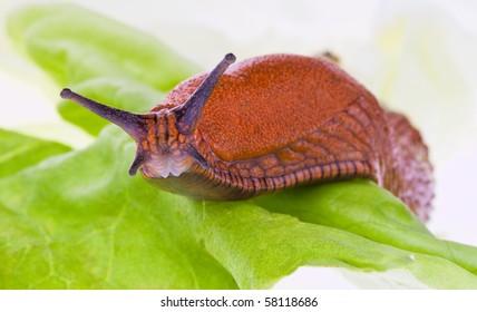 A Slug Crawls On A Leaf Of Lettuce