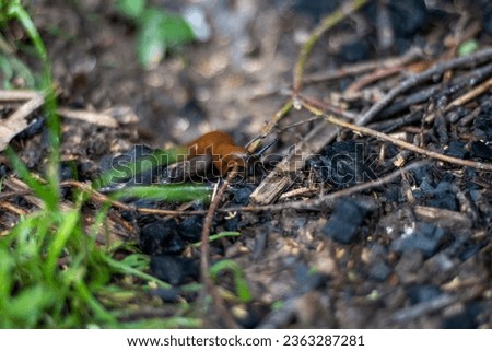 The slug crawls on the scorched earth. Black coals after a forest fire.