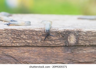 A Slug Crawls On A Wooden Board, A Plant Pest Is A Sticky Slug.