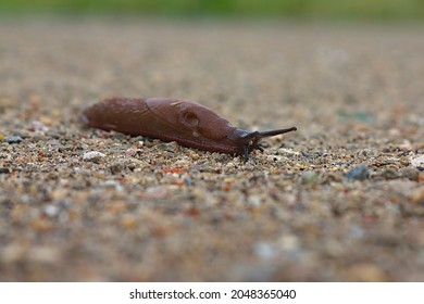 A Slug Crosses A Sandy And Rocky Trail