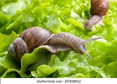 Slug Eating Lettuce Leaf. Snail Invasion In The Garden