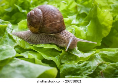 Slug Eating Lettuce Leaf. Snail Invasion In The Garden